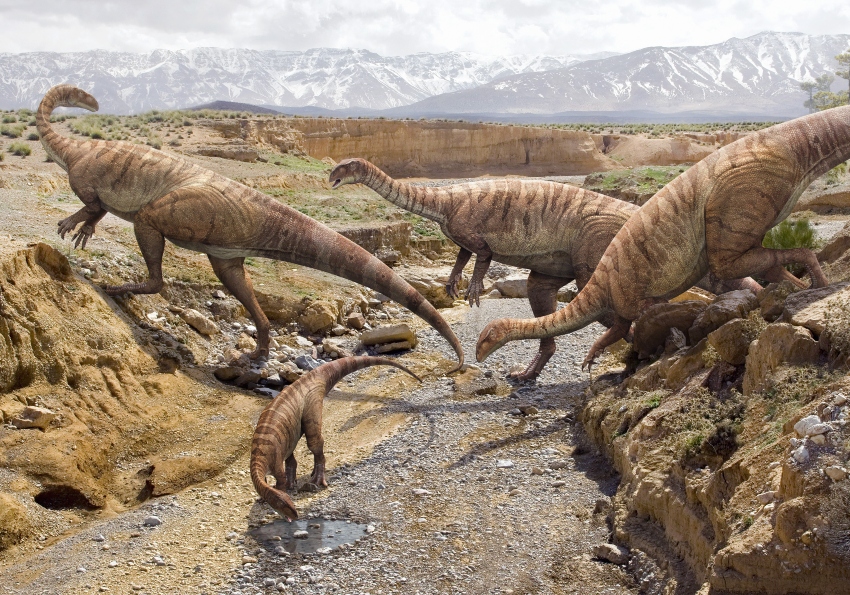 Plateosaurus Bergen