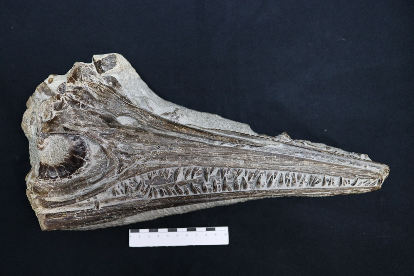 dinossauro marinha grande CMMG 2025