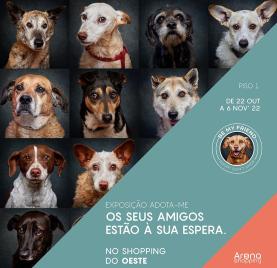Torres Vedras: Arena Shopping promove exposição fotográfica contra abandono animal