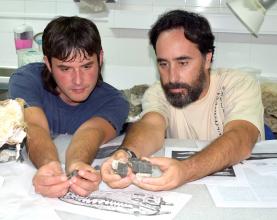 Pequeno esqueleto do Jurássico da Lourinhã mostra a evolução da couraça dos crocodilos