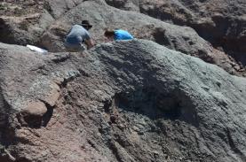 Cinco espécies de crocodilos viveram há 150 milhões de anos com dinossauros na Lourinhã 