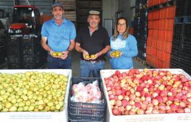 ‘Frutas Hipólito’ coloca famosa maçã reineta branca no mercado