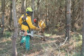 Incêndios: Prazo para limpar terrenos termina hoje e proprietários em incumprimento arriscam coimas