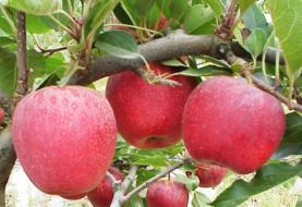 Mercado brasileiro absorve mais de metade da exportação da maçã de Alcobaça que é produzida na região