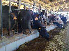 Altos custos de produção em período de incerteza preocupam produtores de leite