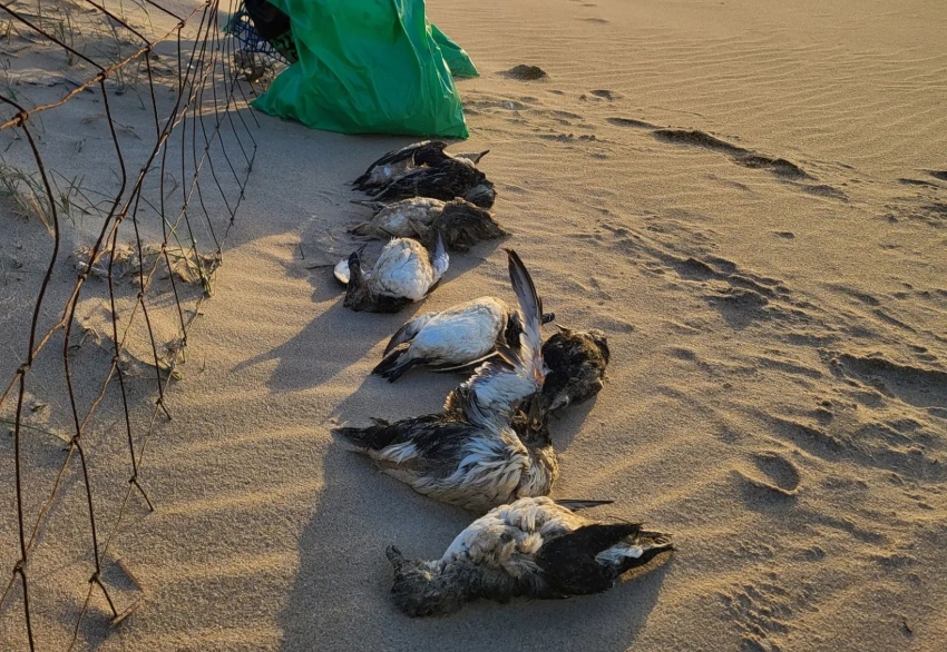 papagaios mortos mar a deriva